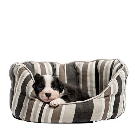 Catbox-Images