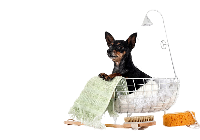 Catbox-Images