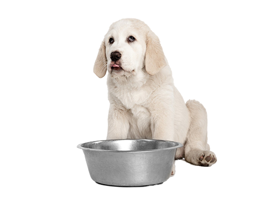 Catbox-Images